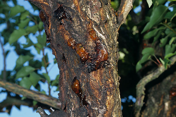 Arbor Solutions Tree Service infected Tree