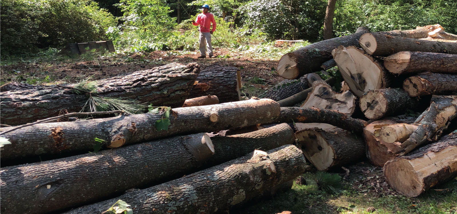 Arbor Solutions Tree Service Log Pile Tree removal