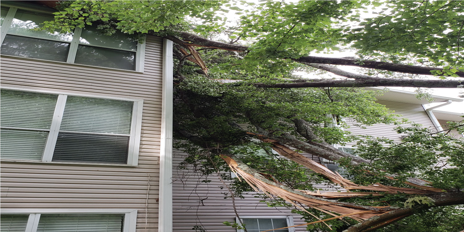Arbor Solutions Tree Service emergency tree removal