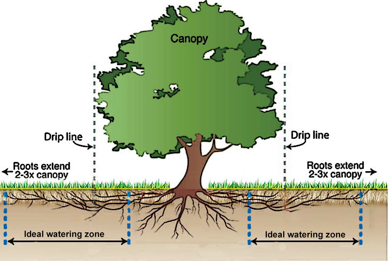 tree watering