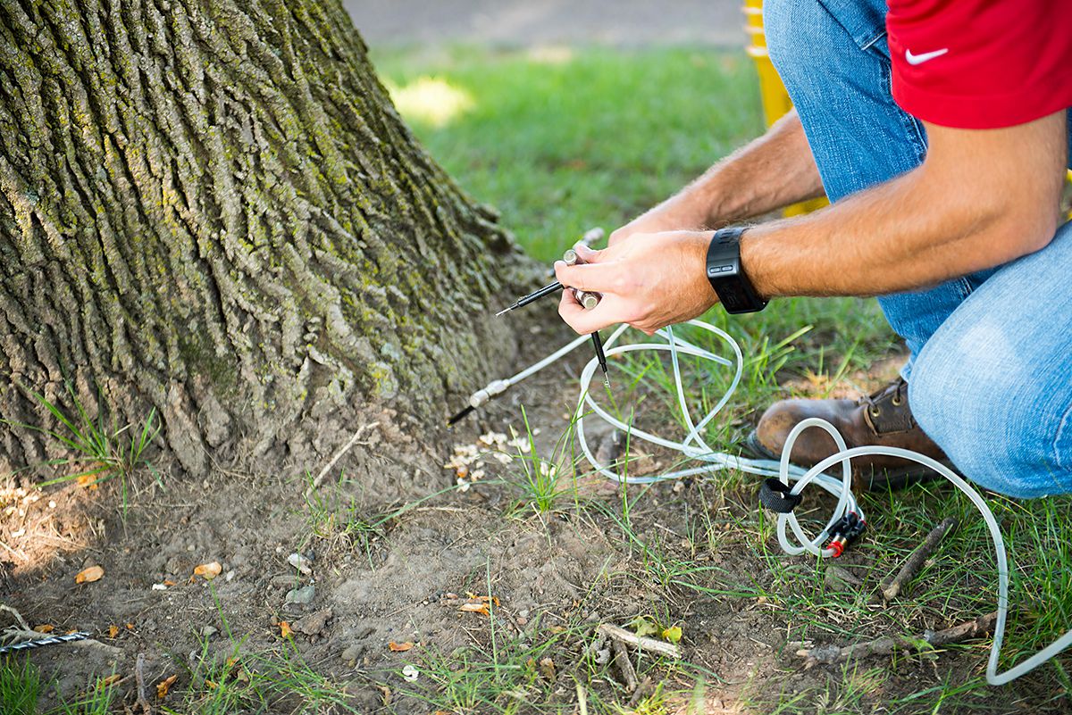 deep root fertilization arbor solutions tree service