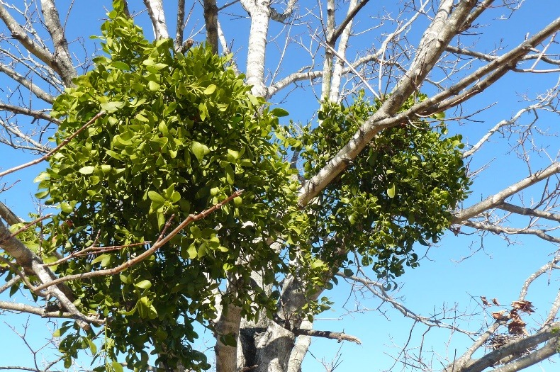 Arbor Solutions Mistletoe in tree