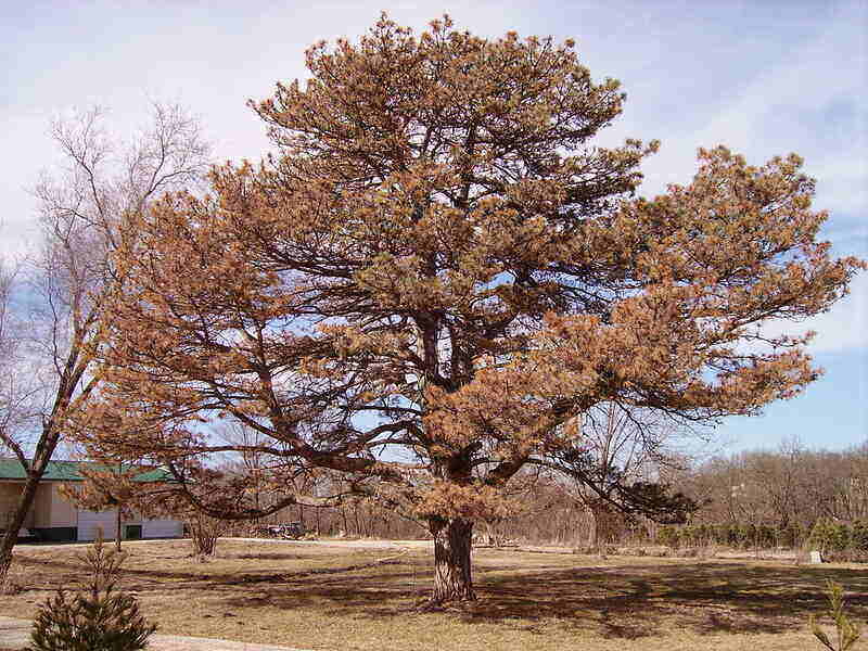 Arbor Solutions Tree Service pine wilt