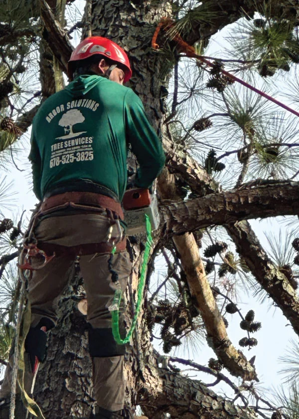 Tree Climber Arbor Solutions Tree Service Arborist